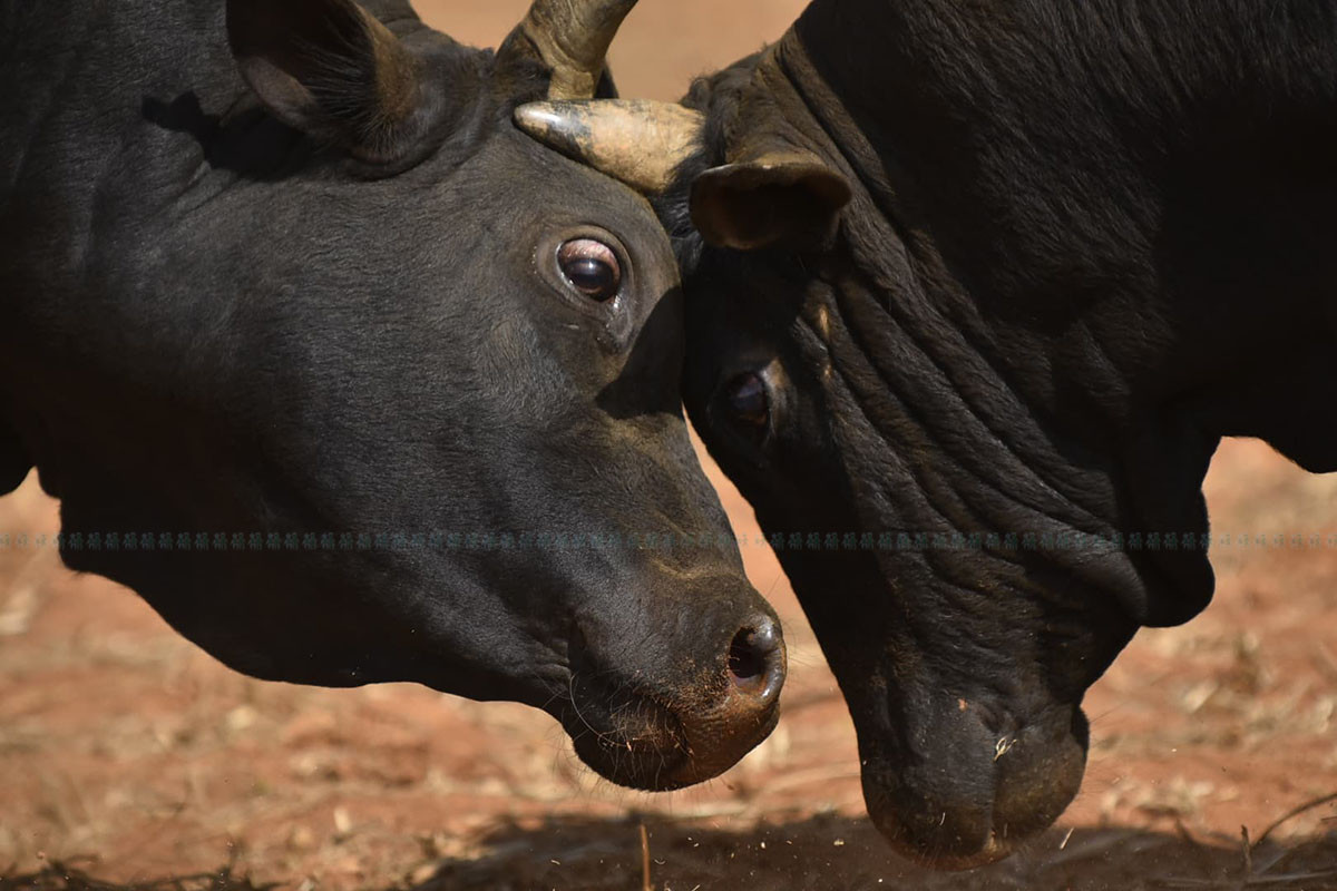 https://raracms.setopati.com/uploads/shares/2020/sujita/goru1/goru (1).jpg